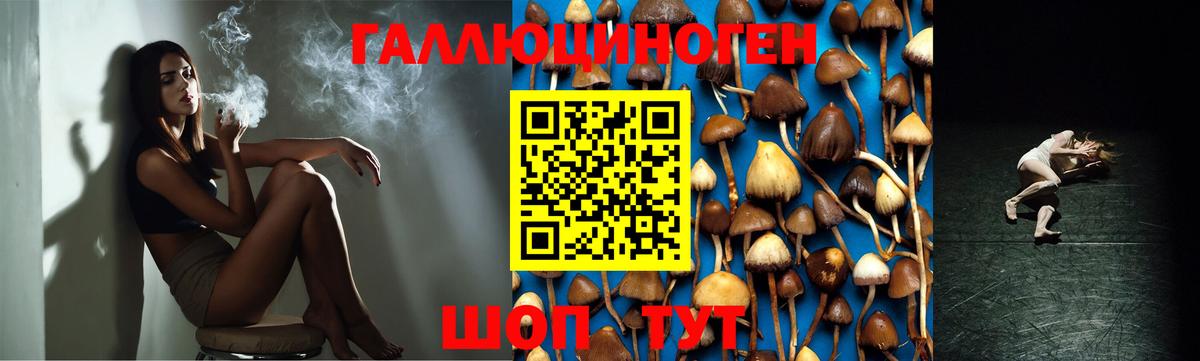 Псилоцибиновые грибы GOLDEN TEACHER Малгобек